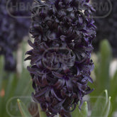 Hectarul - Set 2 bulbi, Zambila Blue Saphire